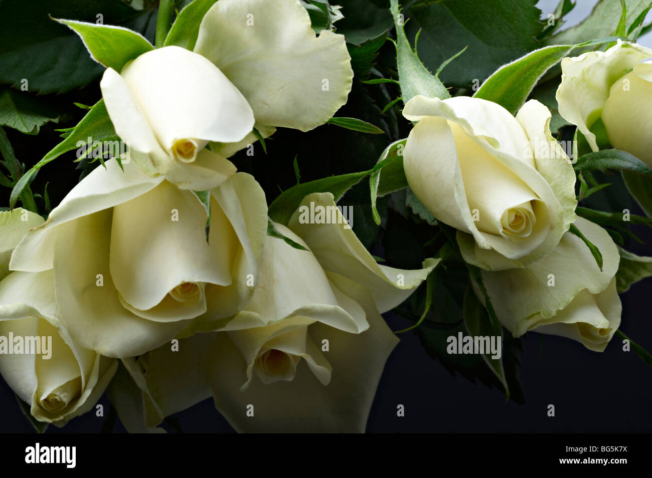 Bouquet von gelben Rosen Stockfoto