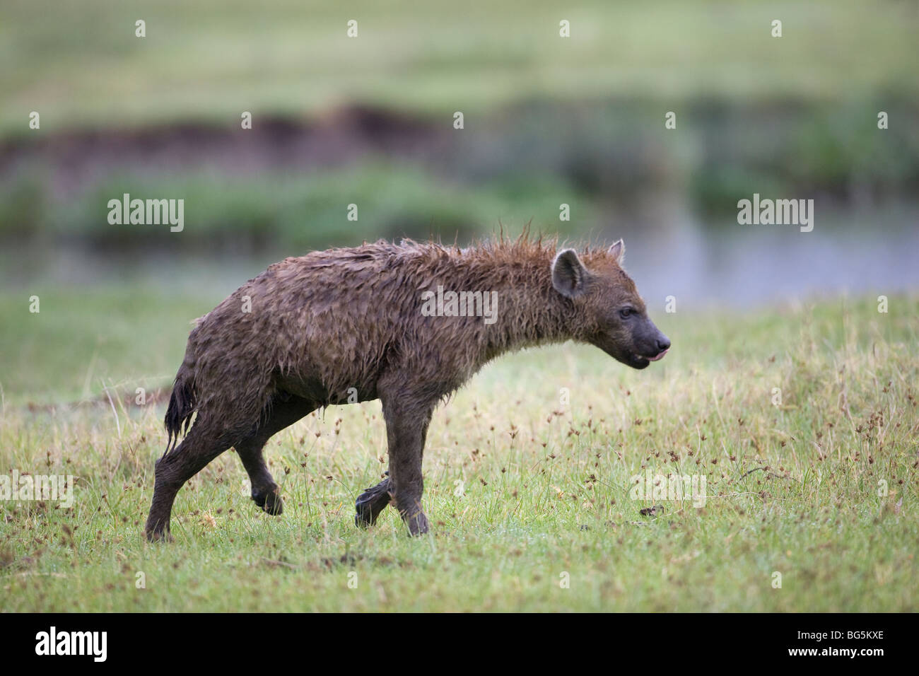 Einsame entdeckt Hyäne, zerbeissen Crocuta Crocuta, Jagd am Ufer des Flusses in Tansania, Afrika Stockfoto