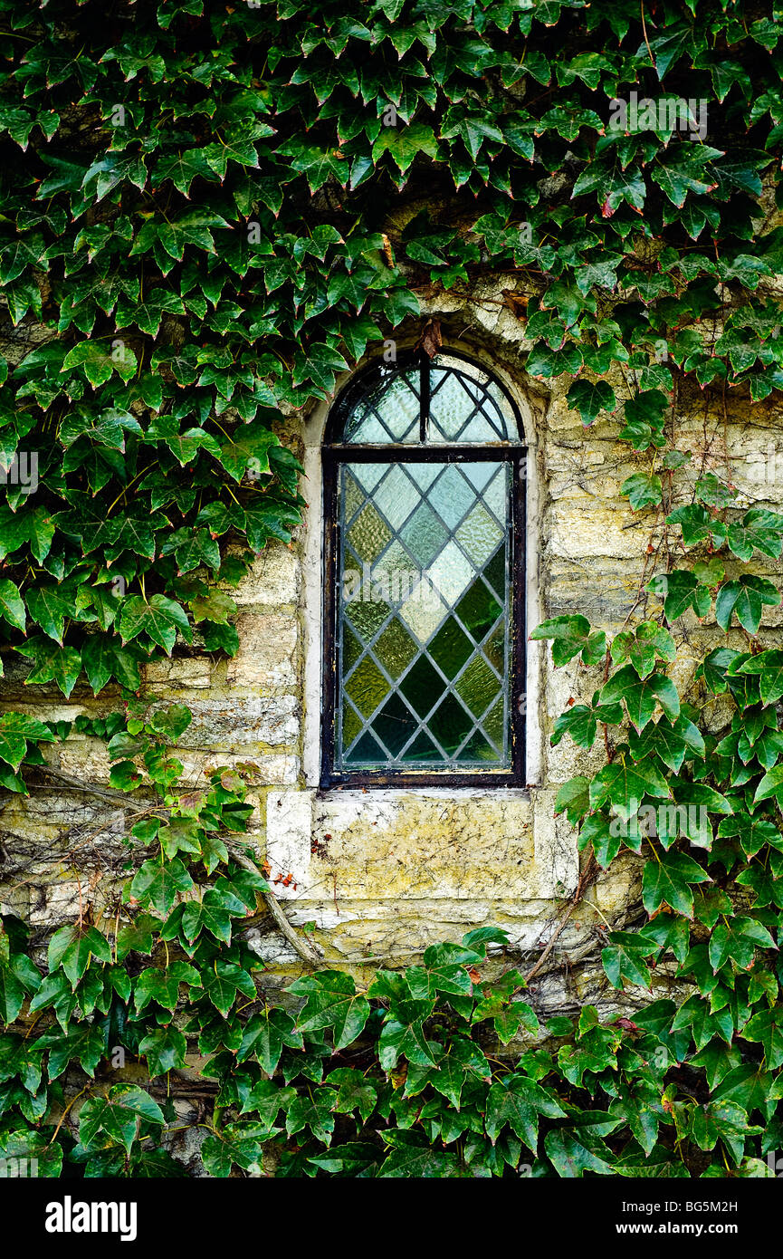 Kirche-Fensterdetail mit Efeu. Stockfoto