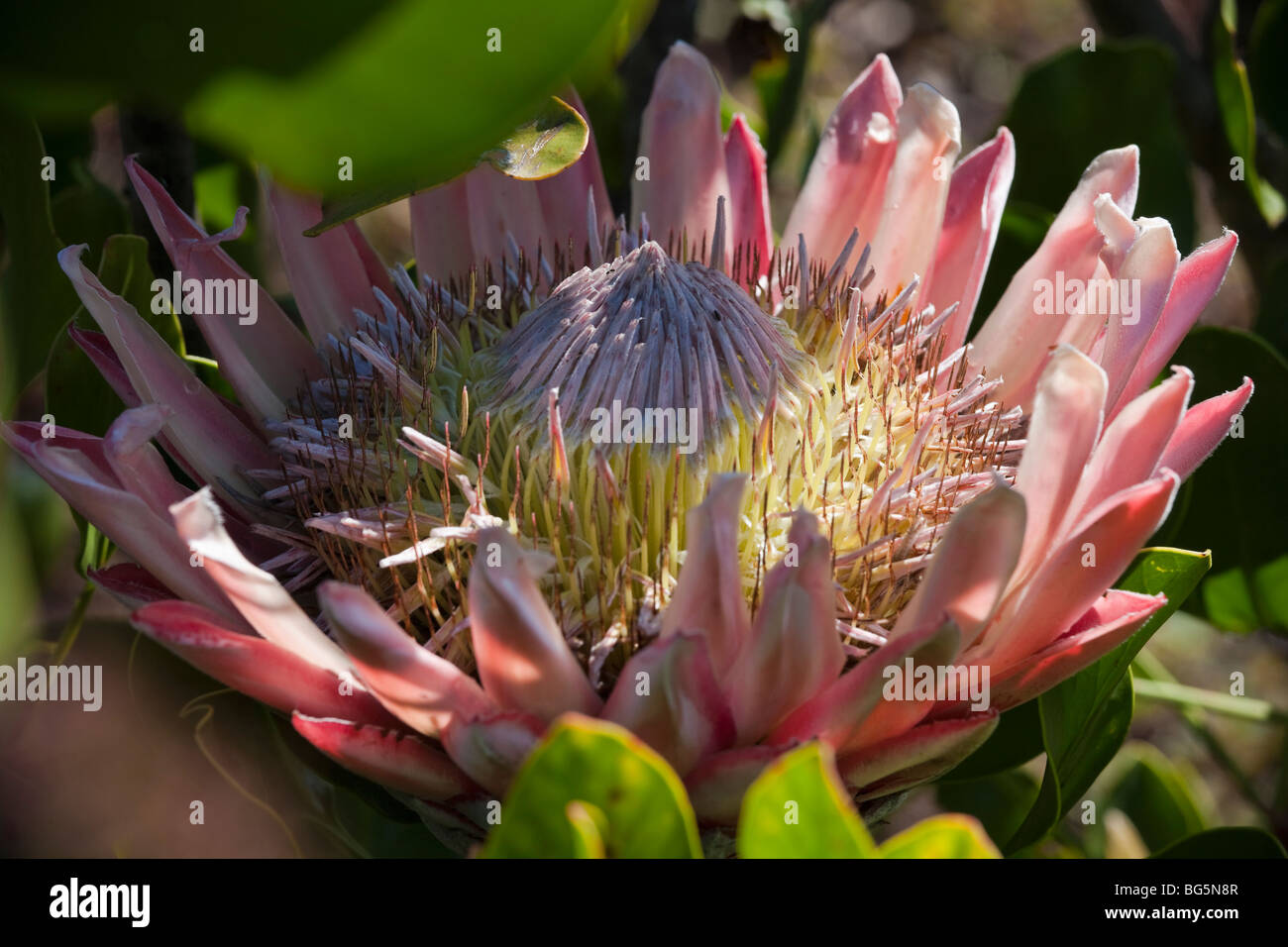 König protea blühen in Hawaii Stockfoto