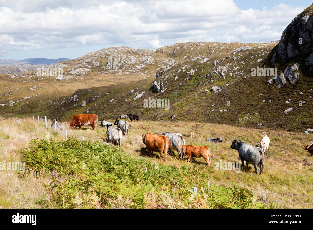 Vieh SW Foindle, Highland, Schottland Stockfoto