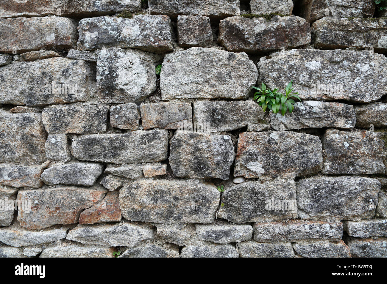 Steinmauer mit eingebetteten Grünpflanze Stockfoto