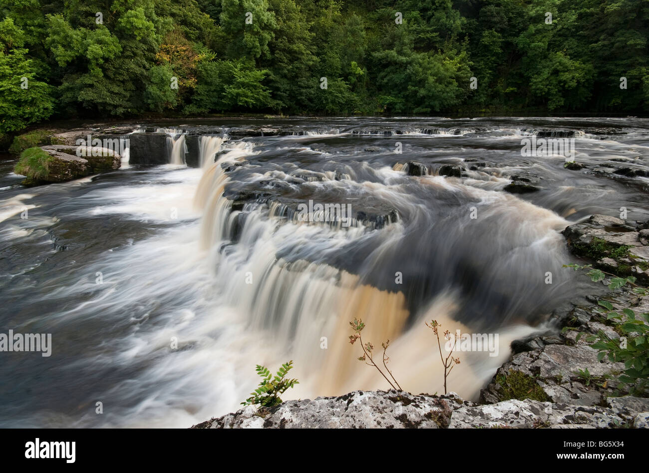 Pflanzen, die in die Felsen Gletscherspalten in Aysgarth fällt auf den Fluß Ure in Wensleydale Yorkshire dales Stockfoto