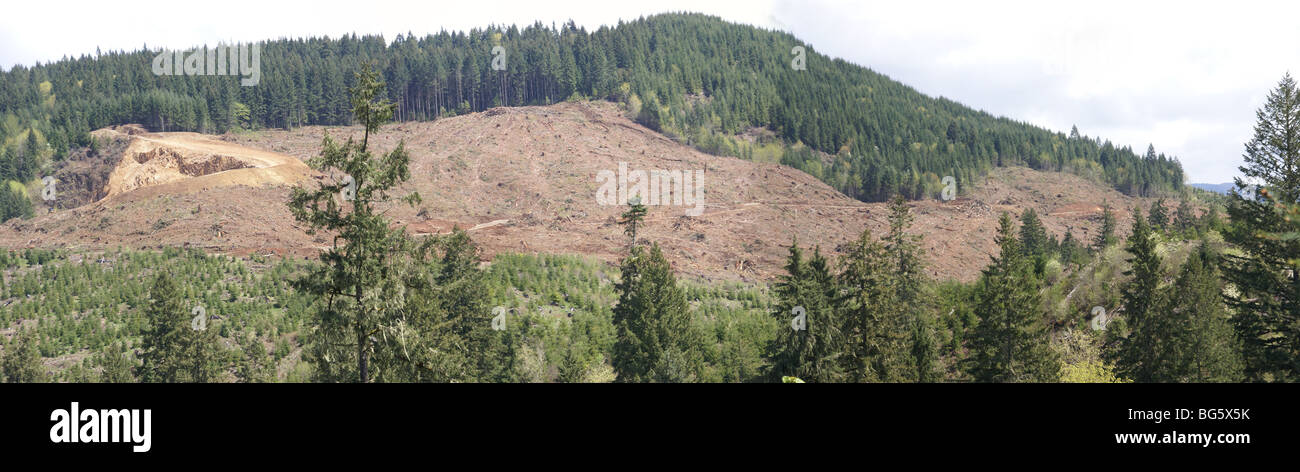 Panorama - Clear Einschnitt Protokollierung Neigung, nur außerhalb Willamette National Forest, zentrale Oregon Cascades Stockfoto