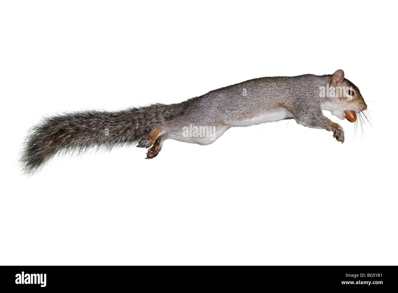 Graue Eichhörnchen Sciurus Carolinensis springen mit Eichel Stockfoto