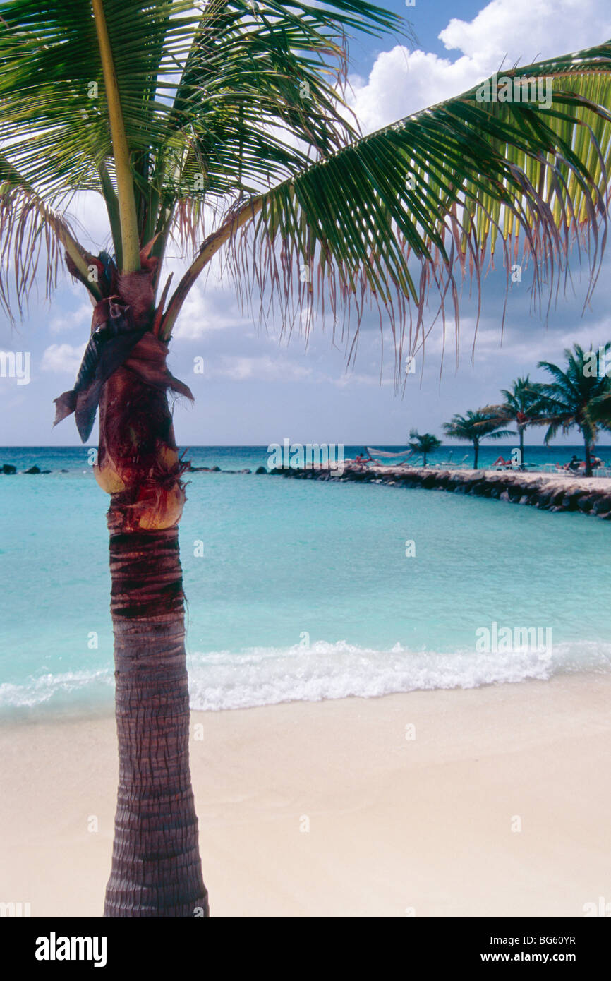 Palme auf einem geschützten Strand, Leguan, Aruba, Niederländische Antillen Stockfoto