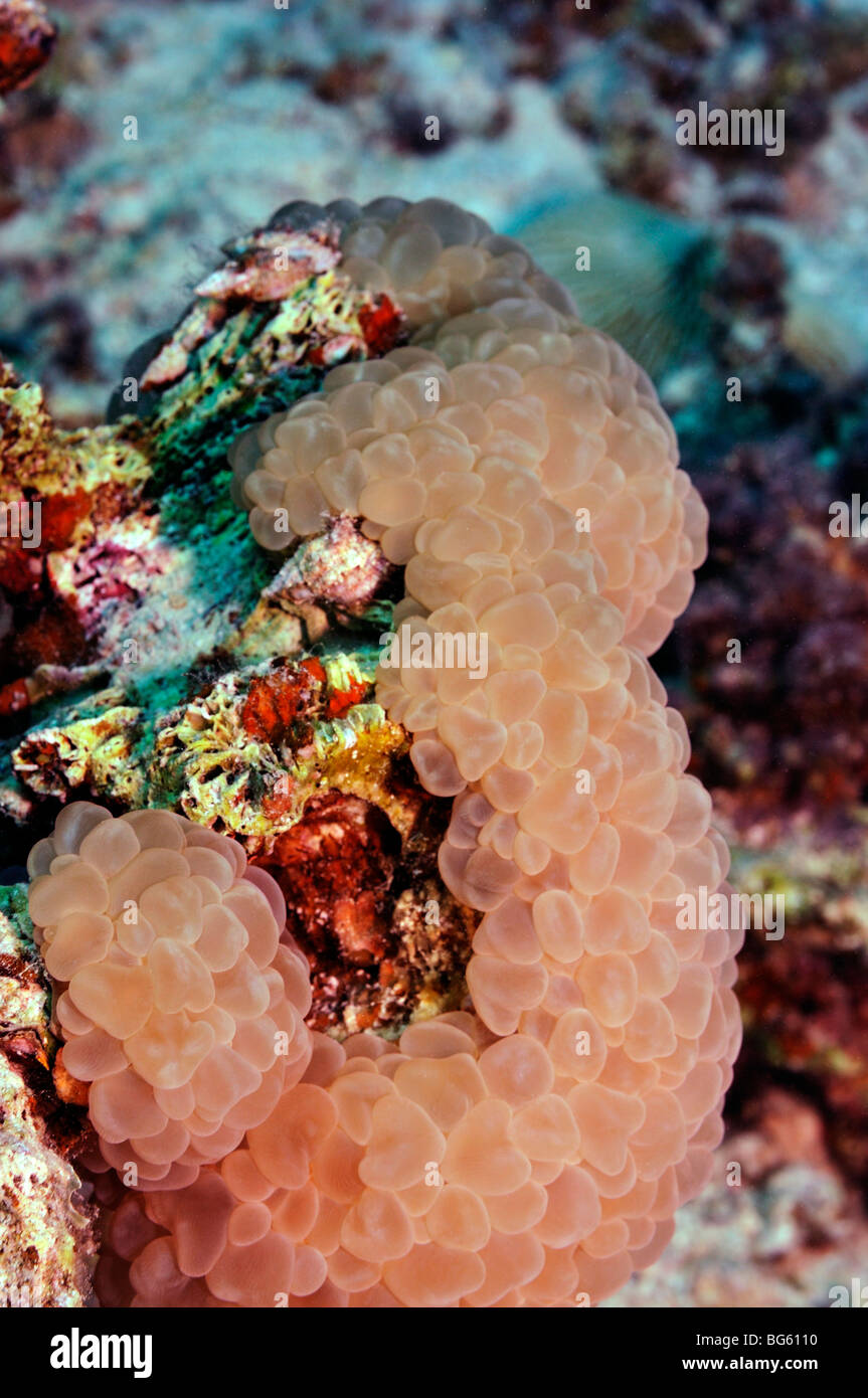"Bubble Coral", Plerogyra Sinuosa Arten, am Korallenriff Stockfoto