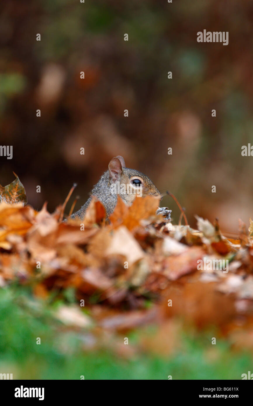 Graue Eichhörnchen Sciurus Carolinensis in Blättern Stockfoto