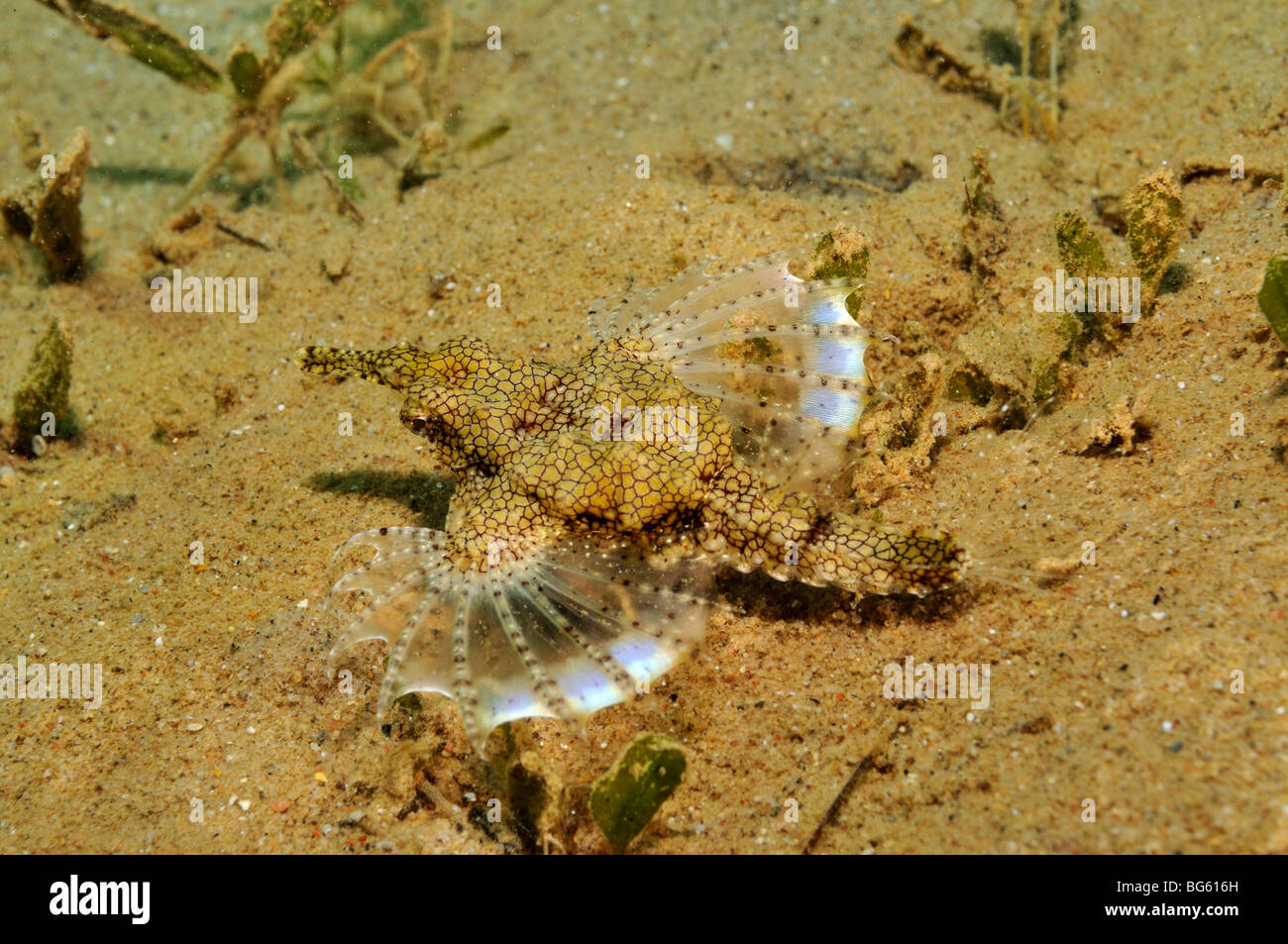 "Meer Motte" oder kleine Drachenfisch, Eurypegasus Draconis auf sandigen Meeresboden Stockfoto