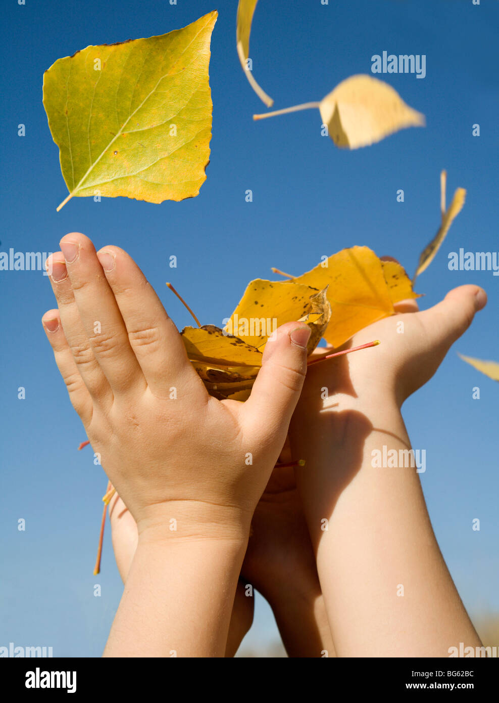 die Hand des Kindes und Blätter - Herbst Stockfoto