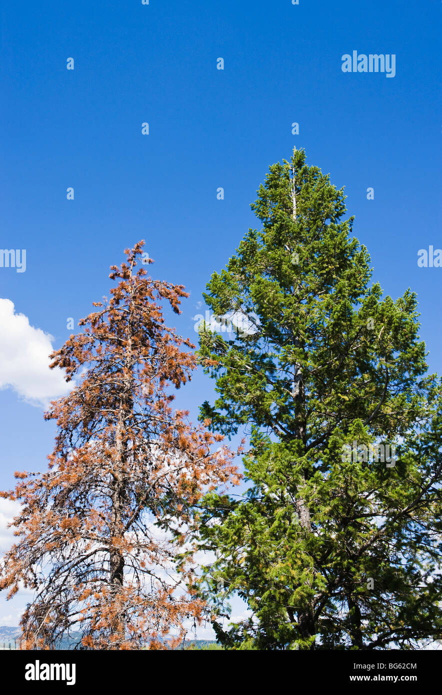 Lodgepole Kiefer befallen und von der Mountain Pine Beetle neben einem live Drehkiefern in Grand Teton getötet Stockfoto