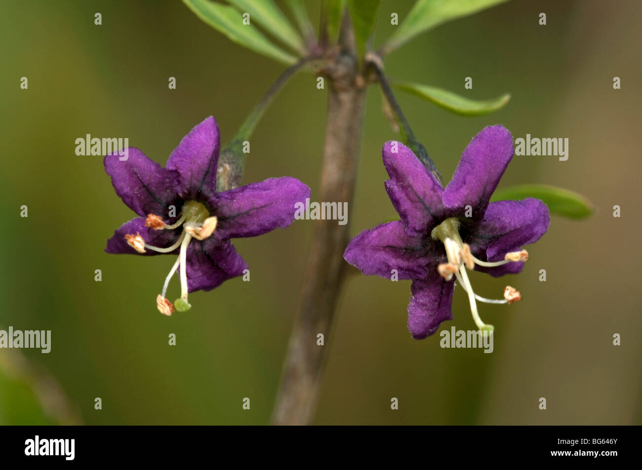 Boxthorn, chinesische Wolfsbeere, (Lycium Barbarum), Nahaufnahmen von Blumen. Stockfoto