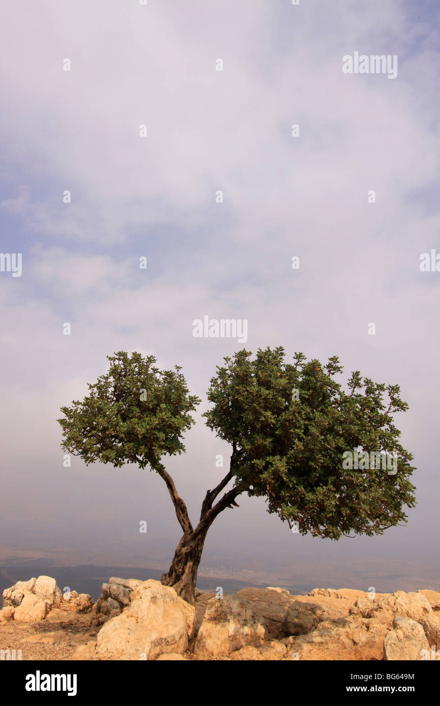Israel, unteren Galiläa ein Johannisbrotbaum am Mount Arbel Stockfoto