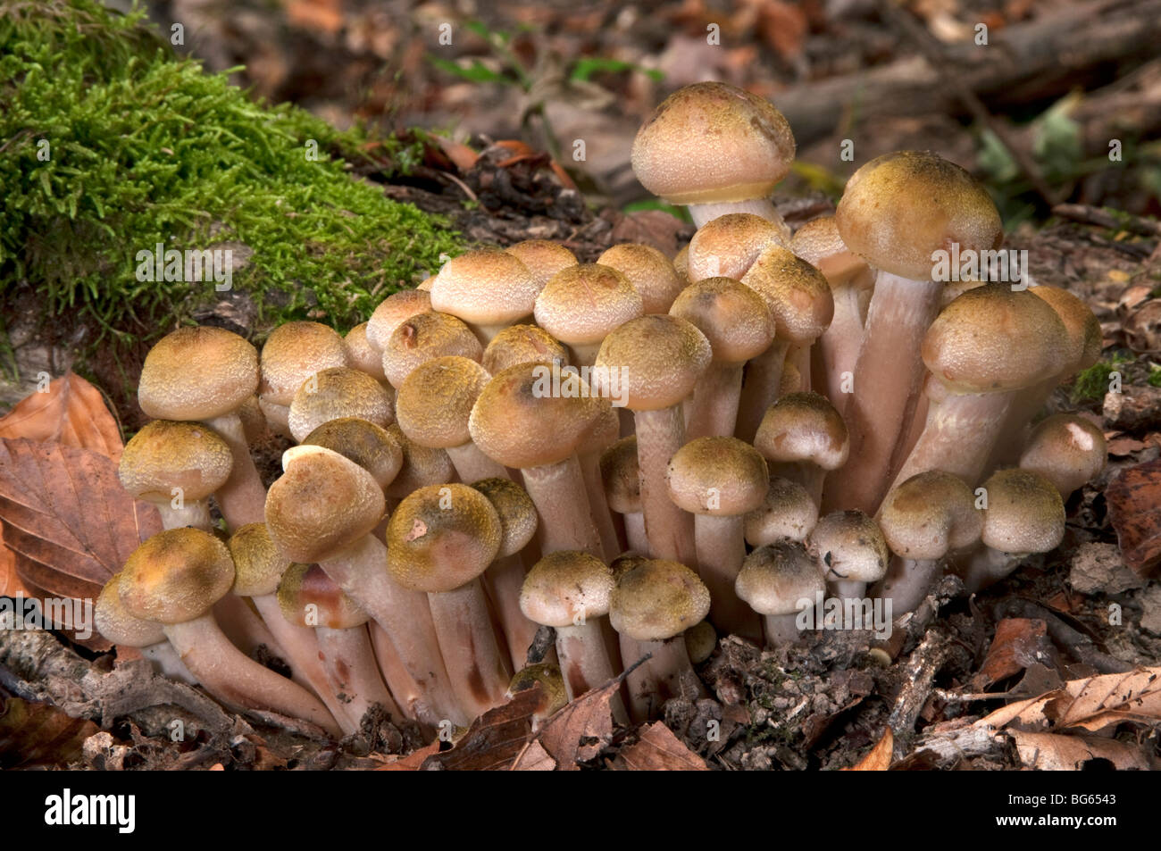 Honig-Pilz, du Pilz (Armillaria Mellea). Stockfoto