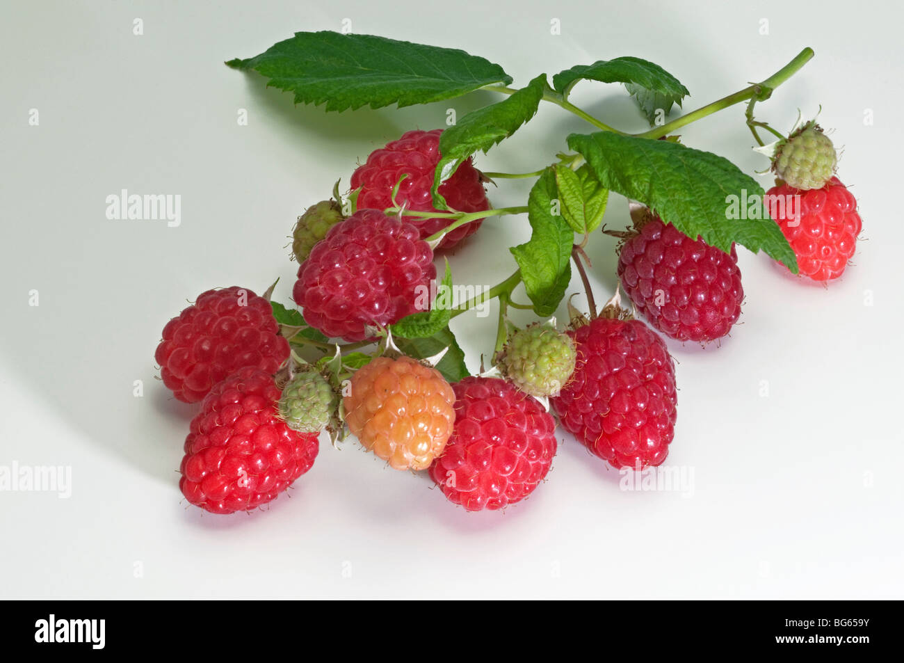 Himbeere (Rubus Idaeus). Zweig mit Beeren und Blätter, Studio Bild. Stockfoto