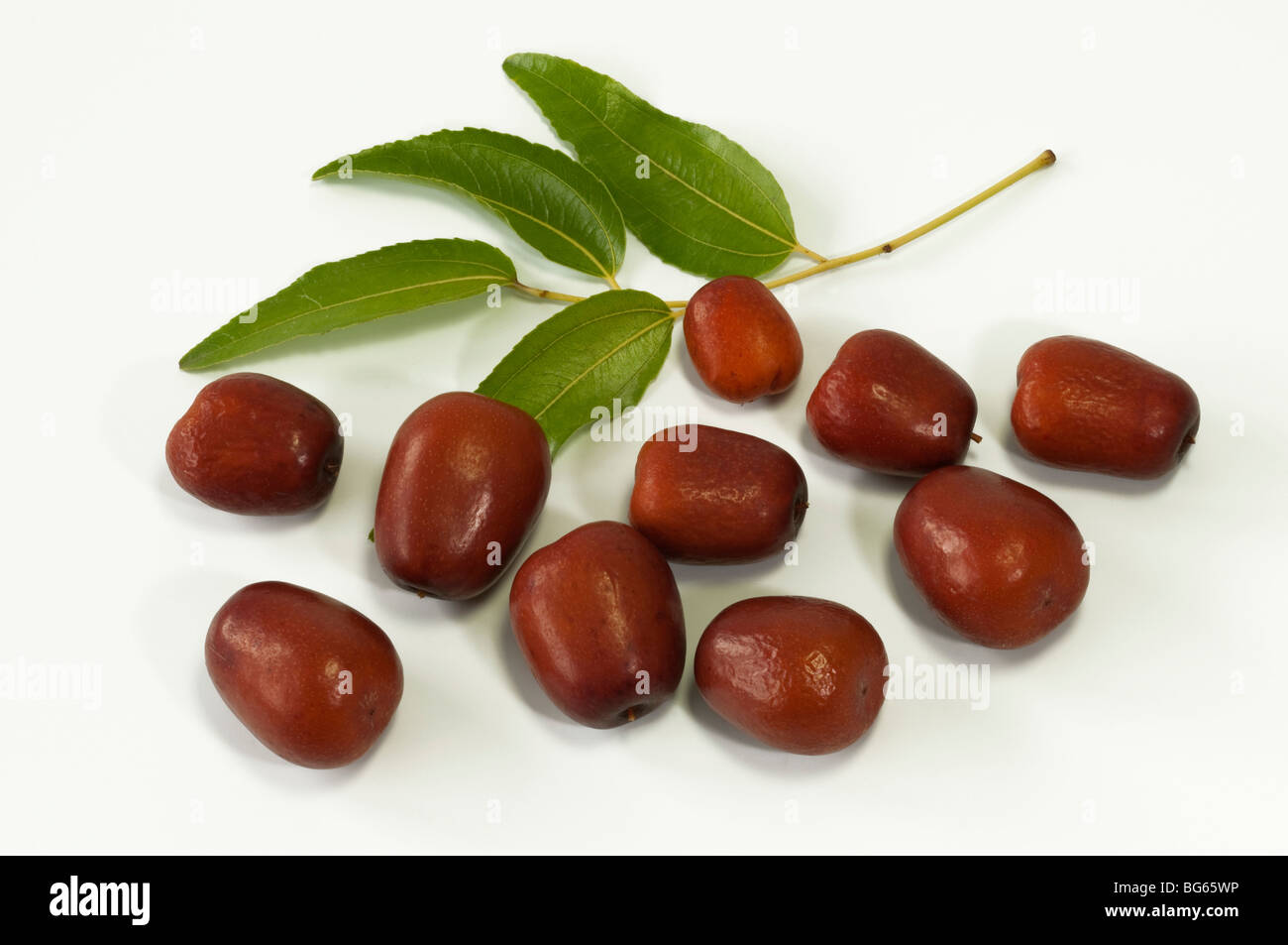 Jujube, rot, Chinesisch Datum (Ziziphus Jojoba). Zweig mit Blättern und reifen Früchten. Stockfoto