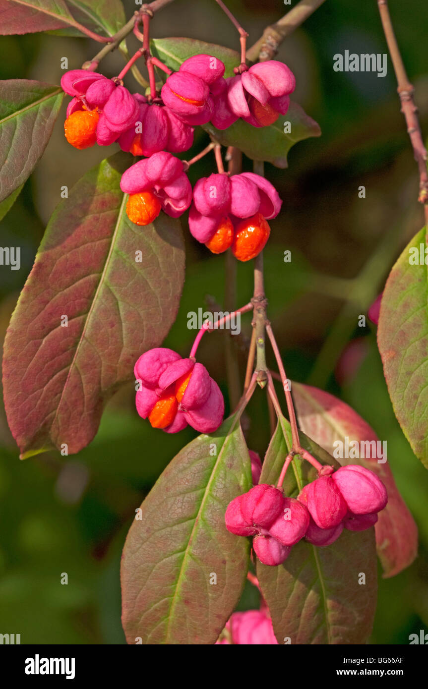 Gemeinsamen Spindel (Euonymus Europaeus Red Cascade), Zweig mit reifen Früchten. Stockfoto