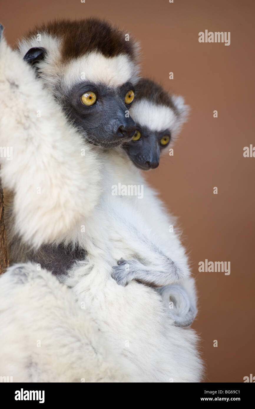 Verreaux Sifaka Mutter und Baby, Berenty Reserve, Madagaskar Stockfoto