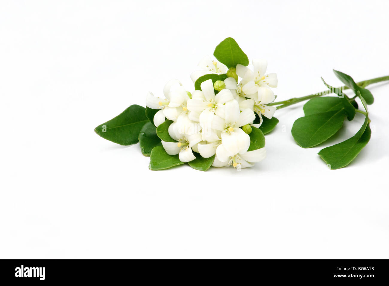 Nahaufnahme von Jasmin Blüten auf weißem Hintergrund Stockfoto