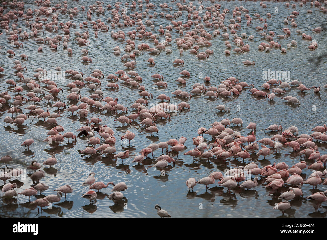 Eine Herde von Flamingos sammelt an einem See im Arusha National Park, Norden von Tansania. Stockfoto