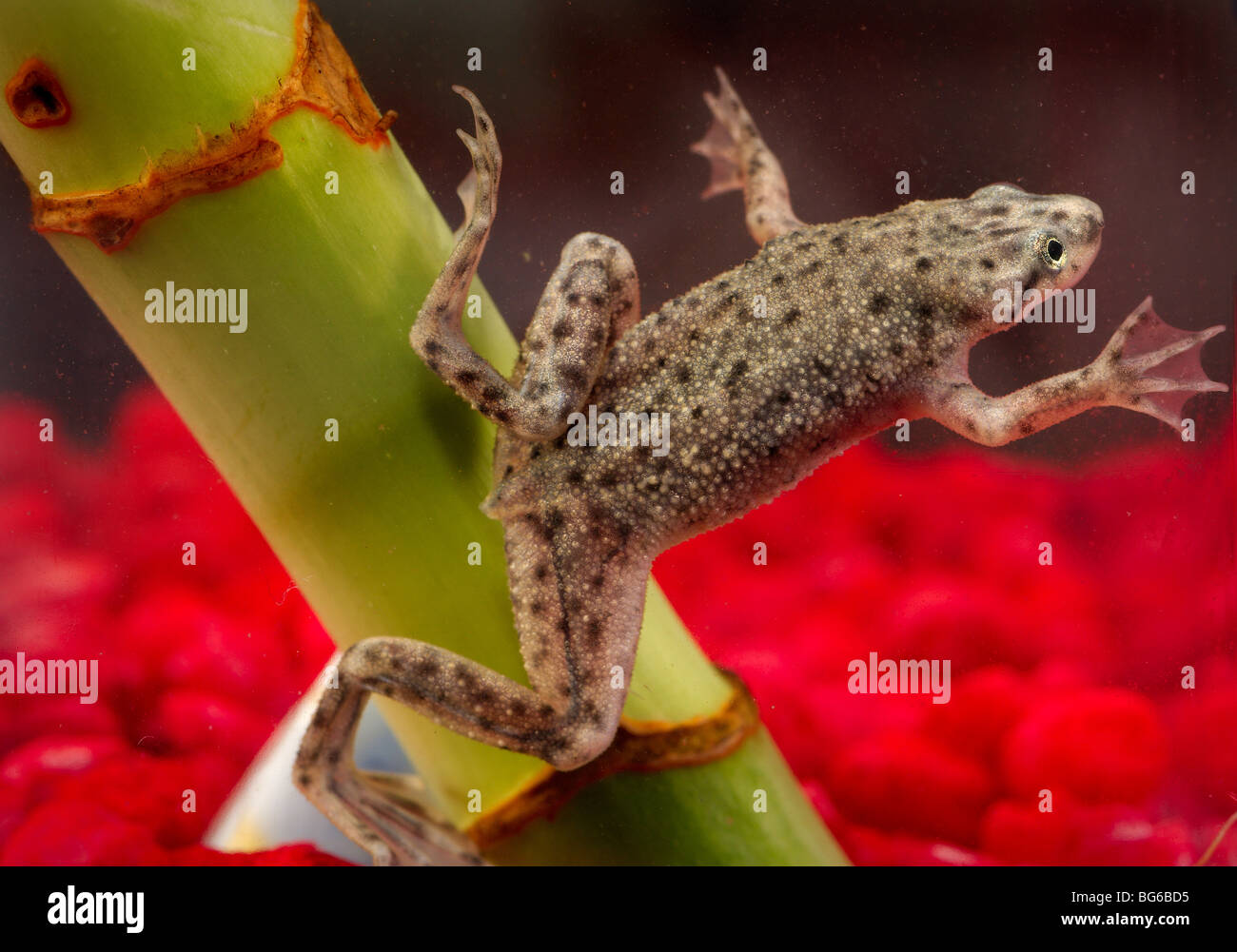 Afrikanische Zwerg Frosch, Daphnientest Boettgeri. Stockfoto