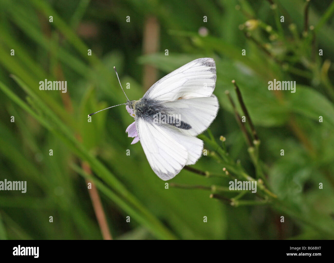 Ein Schmetterling grün geädert weiß (Pieris Napi) Stockfoto