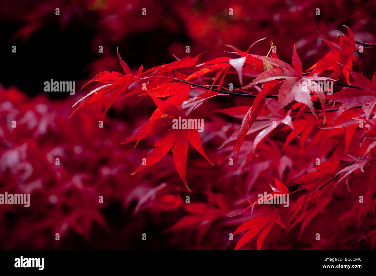 Farbe - rot Acer Herbstlaub Stockfoto