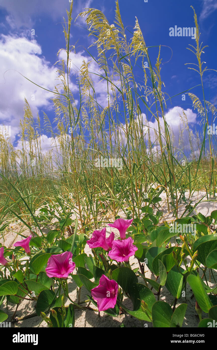 Blumen blühen auf Sanddünen Strand in Florida Stockfoto