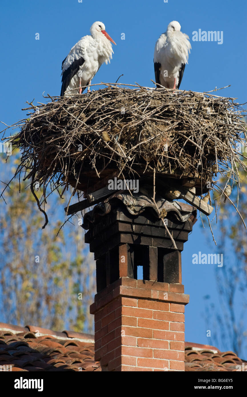 Ein paar Weißstörche im Nest zusammen mit einer Gruppe von Spatzen, Racconigi (Cn), Piemont, Italien Stockfoto