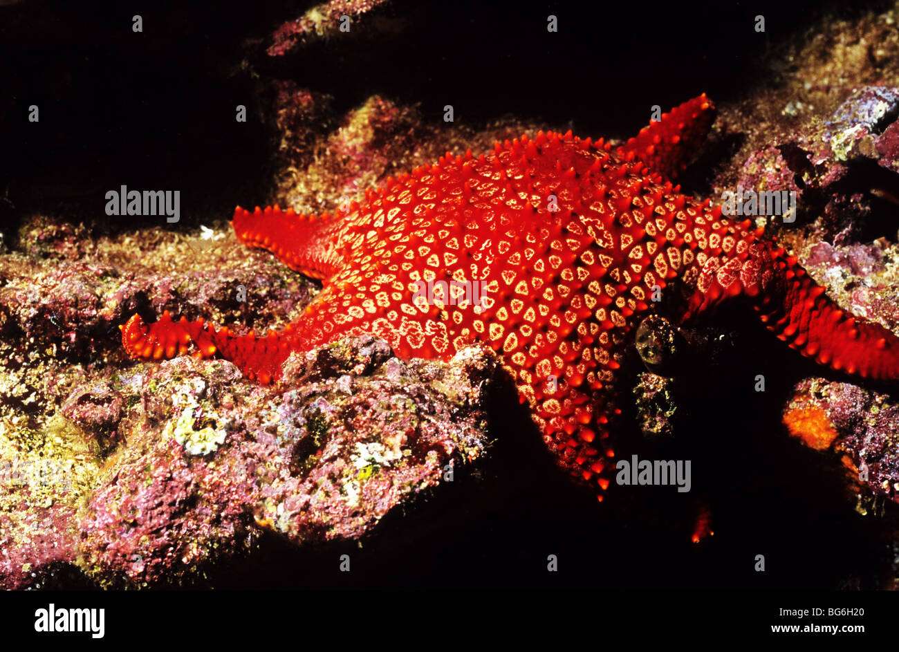 Panamic Kissen Star. Pentaceraster Cummingi. Galapagos Seestern. Seesterne. Phylum Echinodermata. Asteroidea. Galapagos. Stockfoto