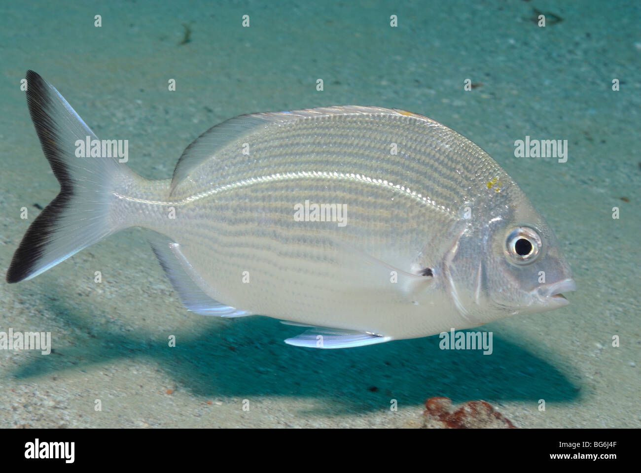 Ringförmige Dorade Fisch im Mittelmeer, vor Monaco Stockfoto