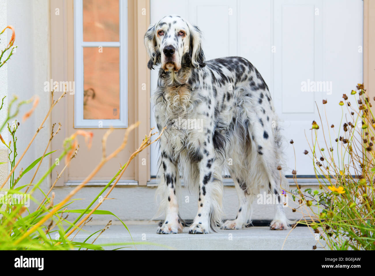 Hund an der Tür Stockfoto