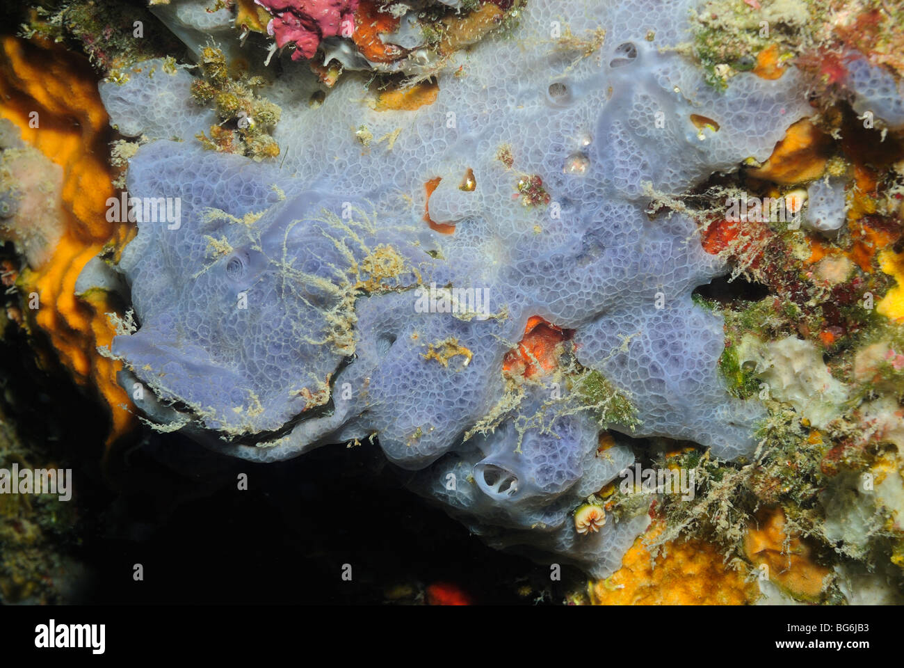 Inkrustieren blauen Schwamm im Mittelmeer Stockfoto