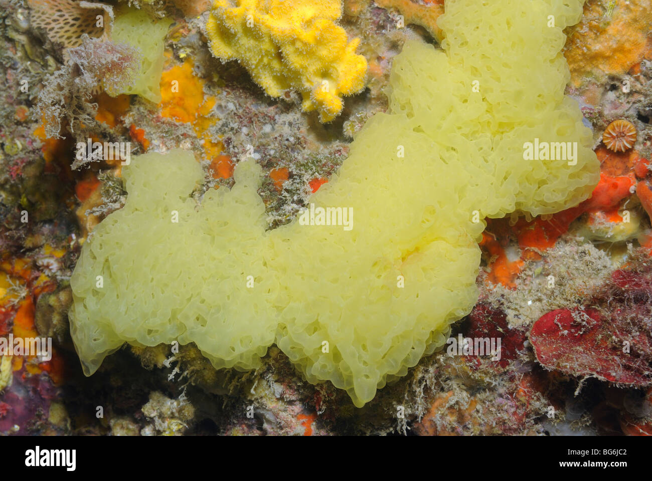 Gelbe Netzwerk Schwämme im Mittelmeer Stockfoto