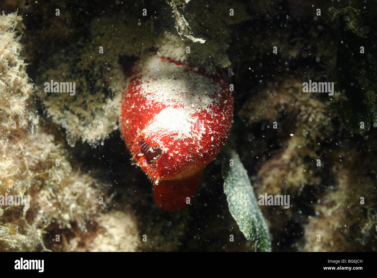 Rotes Meer-Spritzen im Mittelmeer Stockfoto