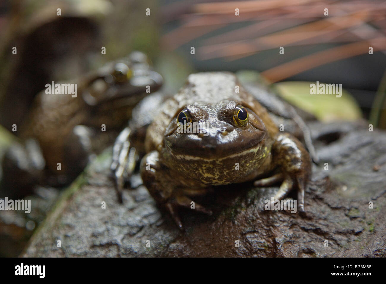 Captive amerikanischer Ochsenfrosch (Rana Catesbeiana), Vancouver Aquarium, Vancouver, BC, Kanada Stockfoto