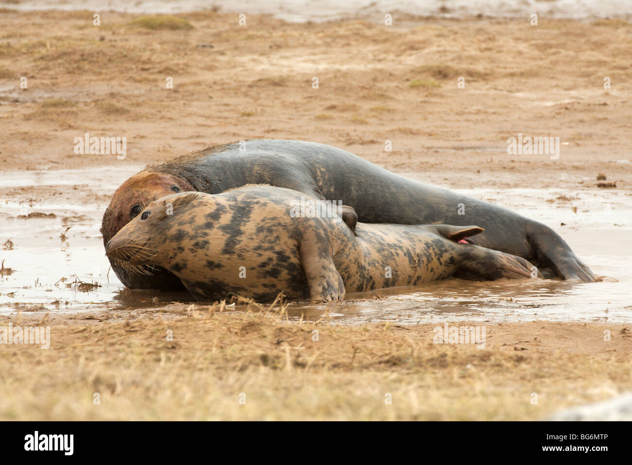 Ein paar Kegelrobben Paarung auf den Sandbänken an Donna Nook Nature Reserve. Stockfoto