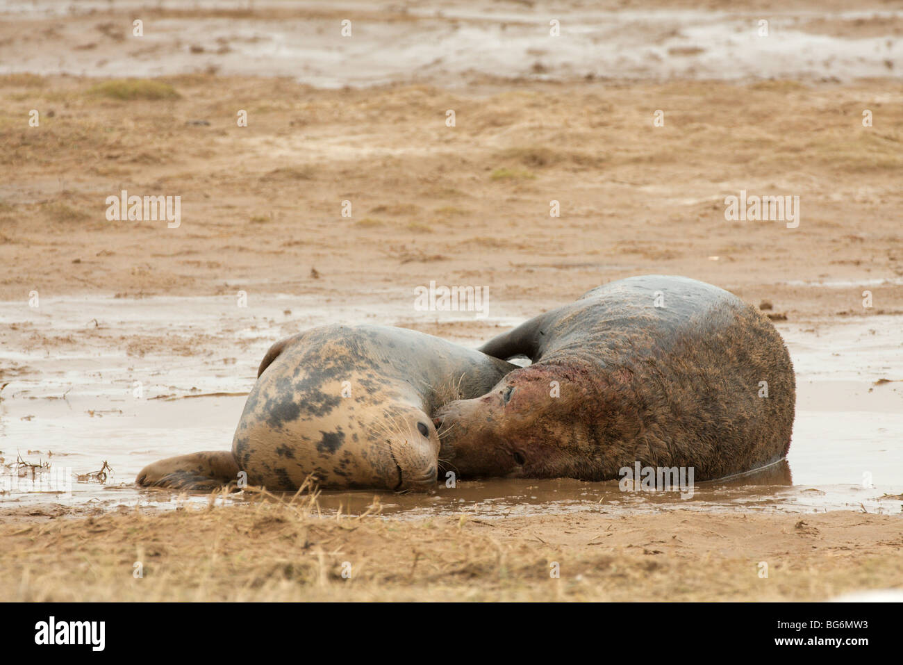 Ein paar Kegelrobben Paarung auf den Sandbänken an Donna Nook Nature Reserve. Stockfoto