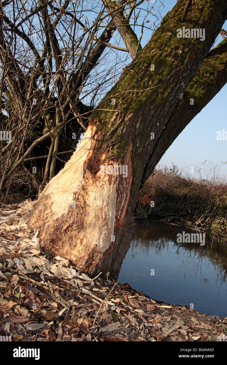 Baum, zerfressen von beaver Stockfoto