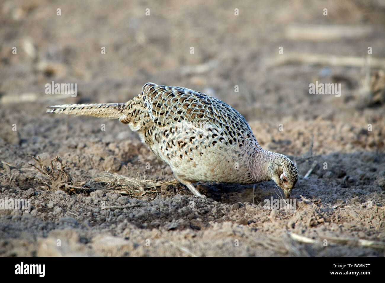 Gemeinsamen Fasan (Phasianus Colchicus) weiblich / Henne auf Nahrungssuche im Feld Stockfoto