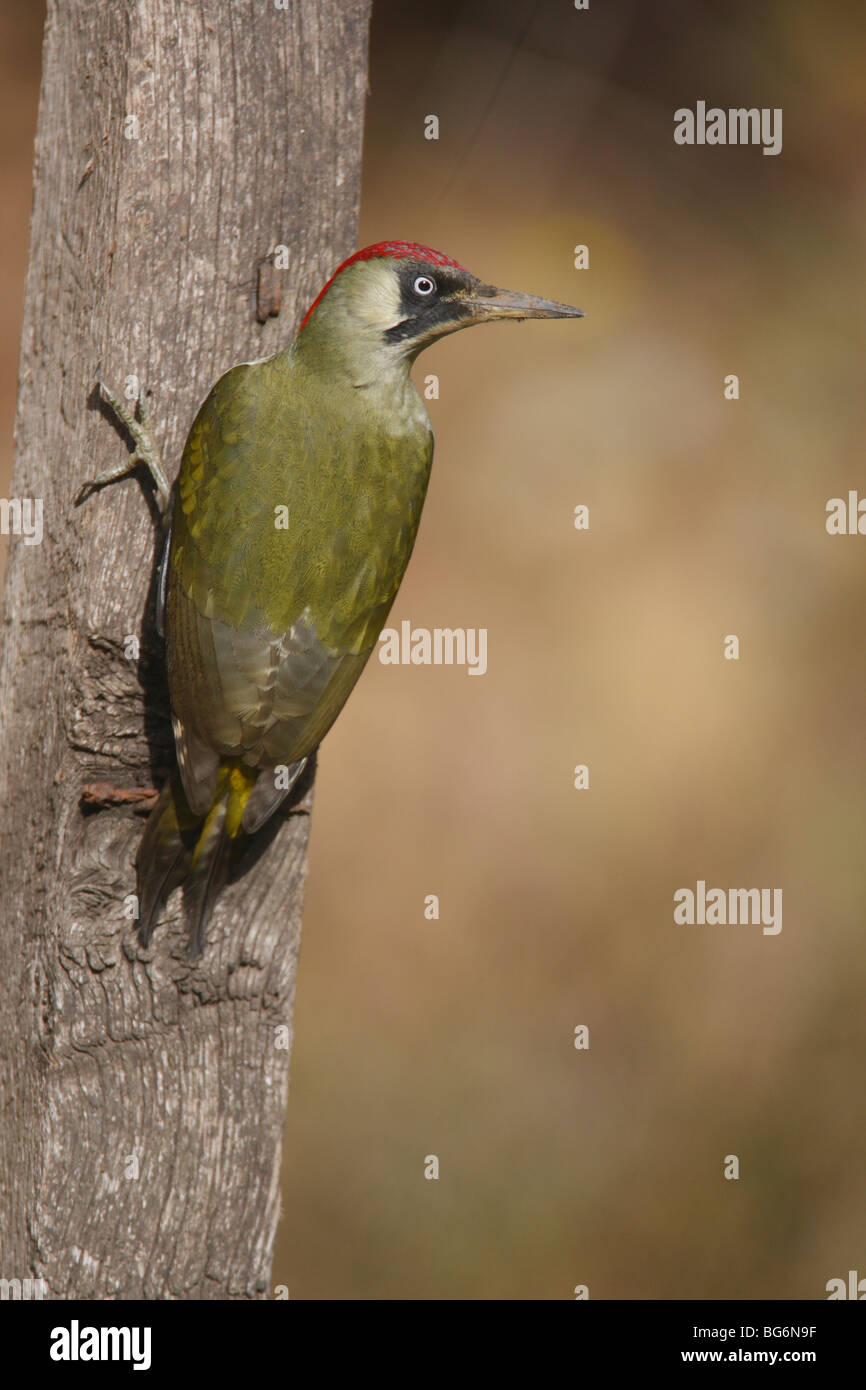 Grünspecht (Picus Viridis) Weibchen hocken auf Zaunpfosten Stockfoto