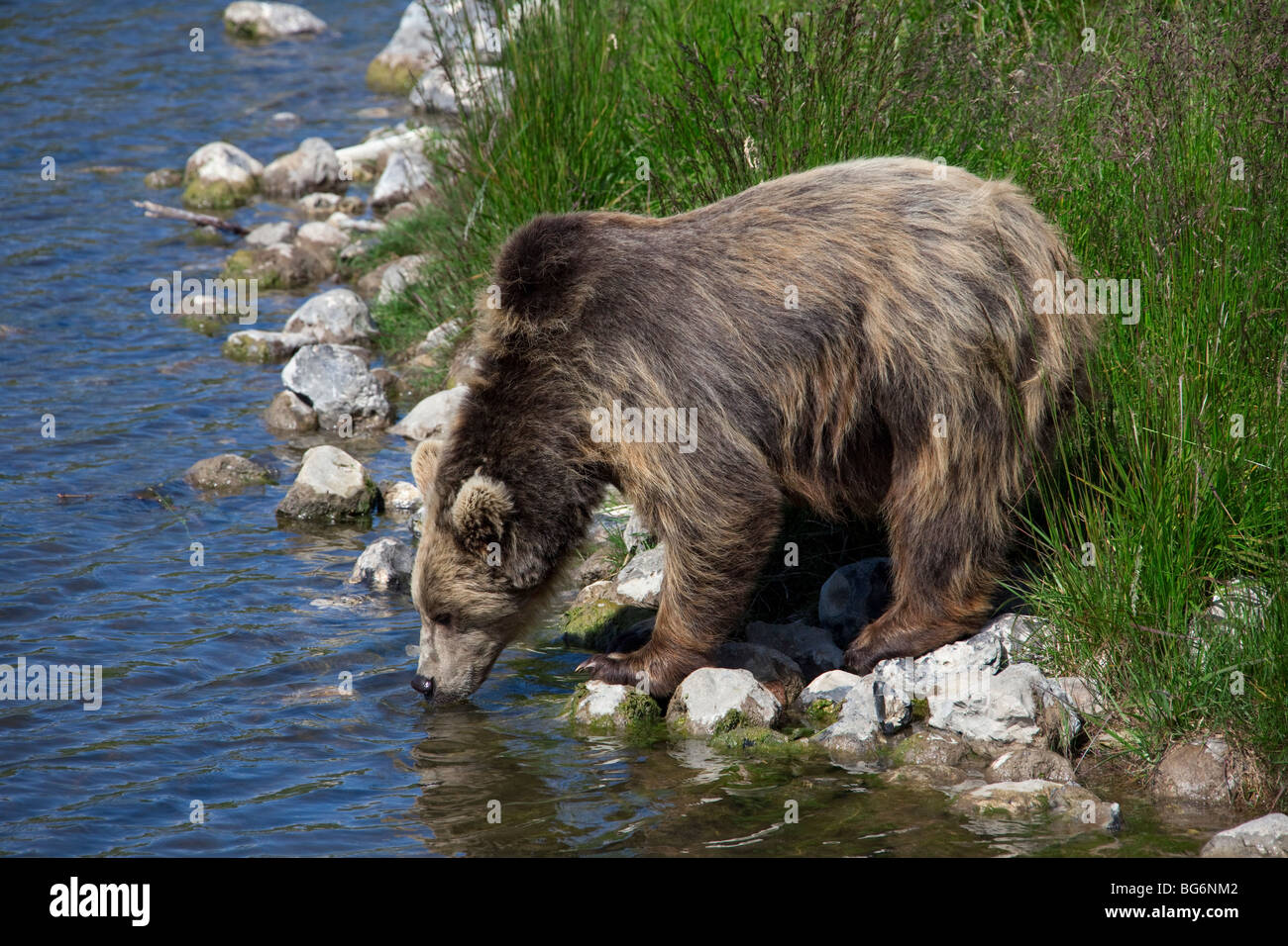 Europäischer Braunbär (Ursus Arctos) am Fluss Bank Trinkwasser Stockfoto