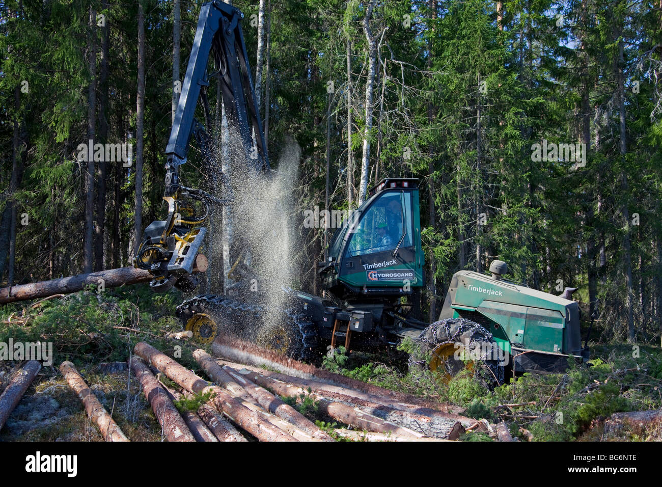 Holzverarbeitende Industrie zeigt Holz / geschlägert von Forstmaschinen / Timberjack Harvester im Pinienwald Stockfoto