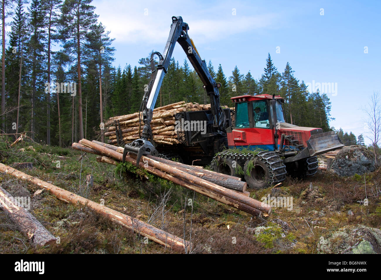 Holzverarbeitende Industrie zeigt Holz / Bäume auf Forstmaschinen geladen / Timberjack Harvester im Pinienwald Stockfoto