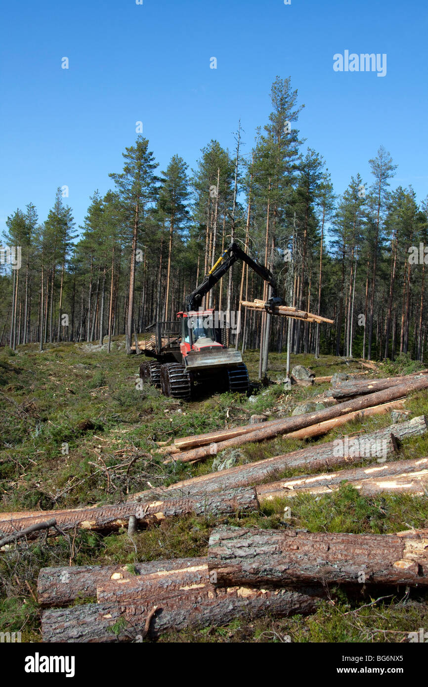 Holzverarbeitende Industrie zeigt Holz / Bäume auf Forstmaschinen geladen / Timberjack Harvester im Pinienwald Stockfoto