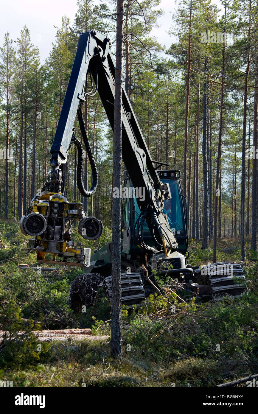 Holzverarbeitende Industrie zeigt Holz / geschlägert von Forstmaschinen / Timberjack Harvester im Pinienwald Stockfoto