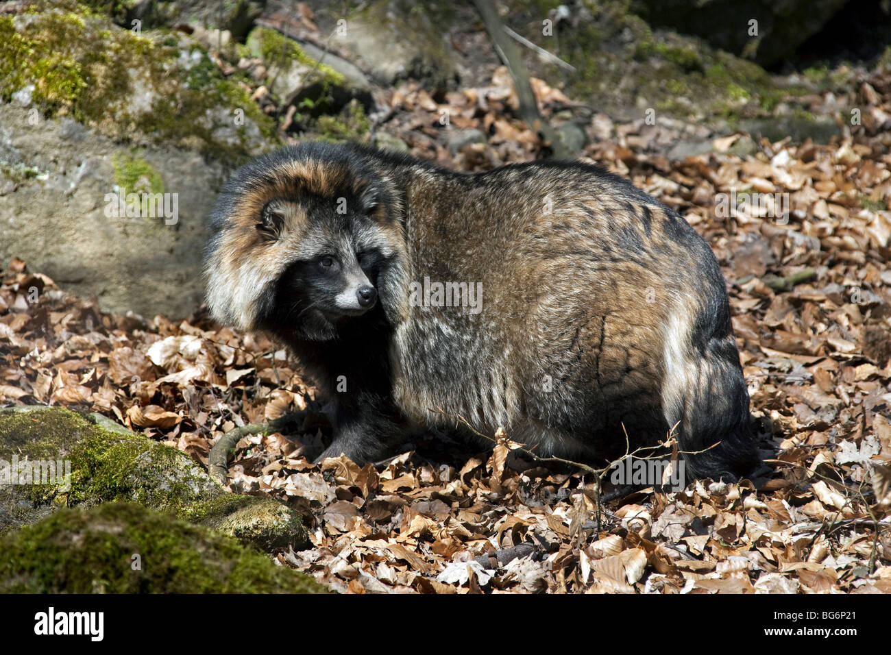 Waschbär Hund (Nyctereutes Procyonoides) invasive Arten in Deutschland, in Ostasien heimisch Stockfoto