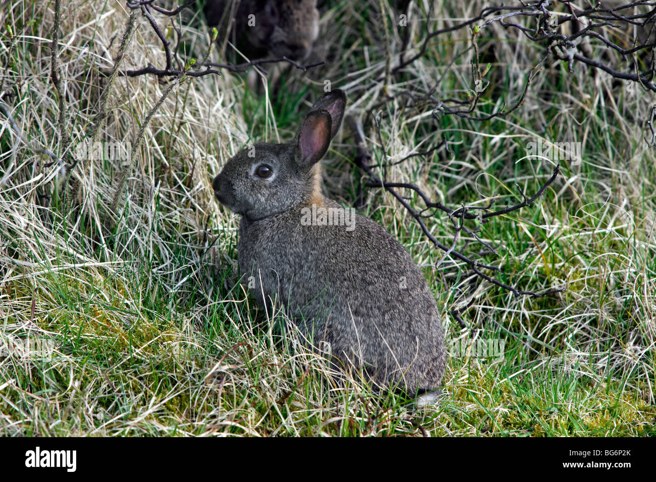 Kaninchen (Oryctolagus Cuniculus) in Sträuchern / Dickicht Stockfoto