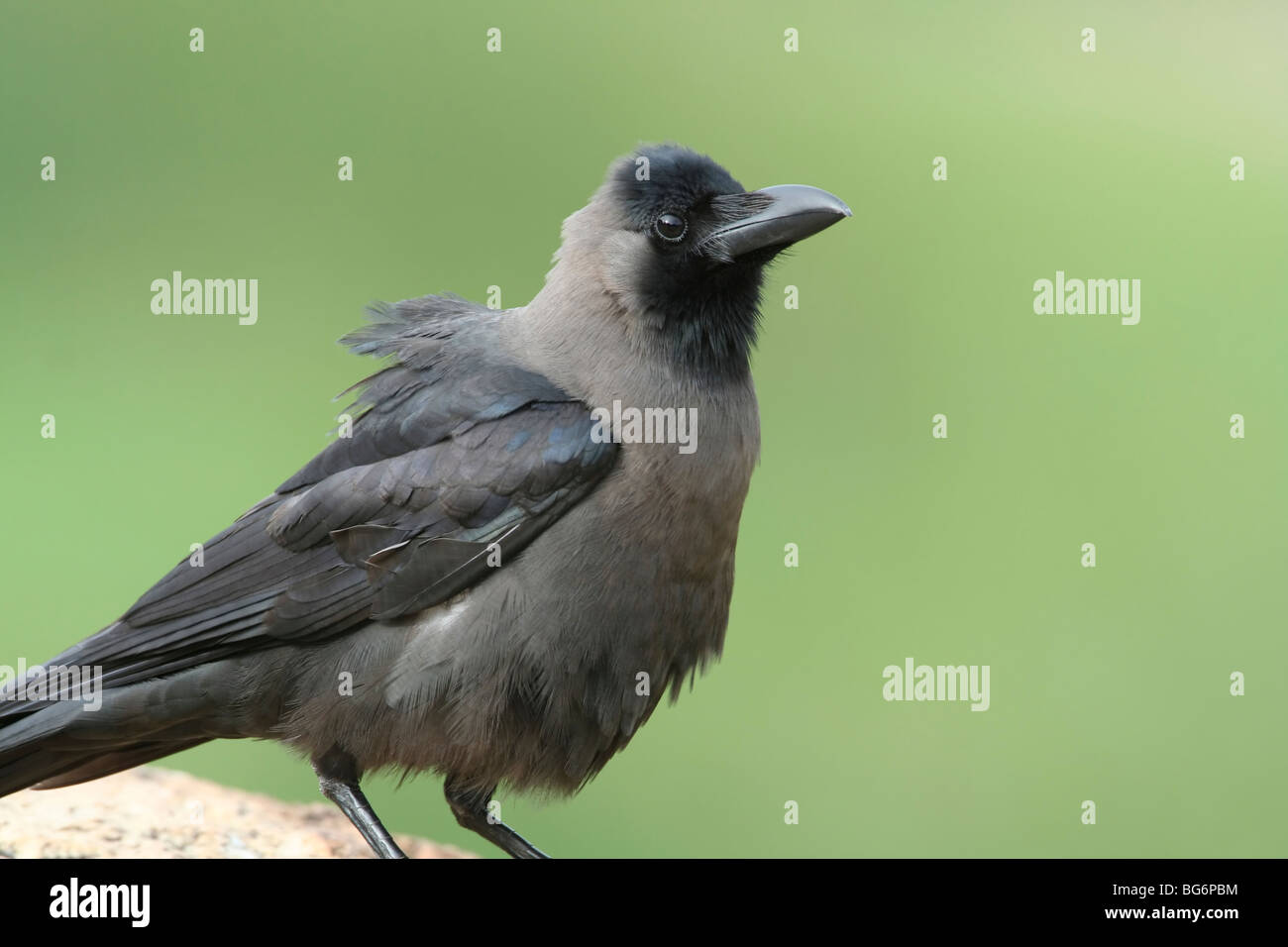 Indian House Crow mit klaren Hintergrund Stockfoto