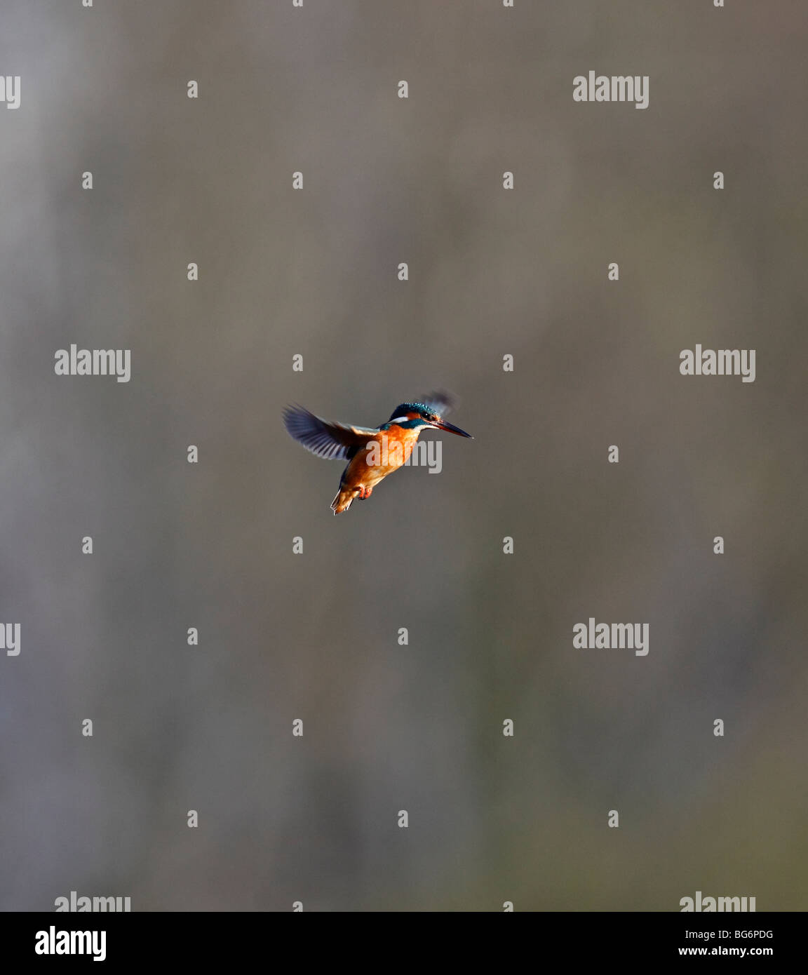 Eisvogel (Alcedo Atthis) männlich schweben Stockfoto